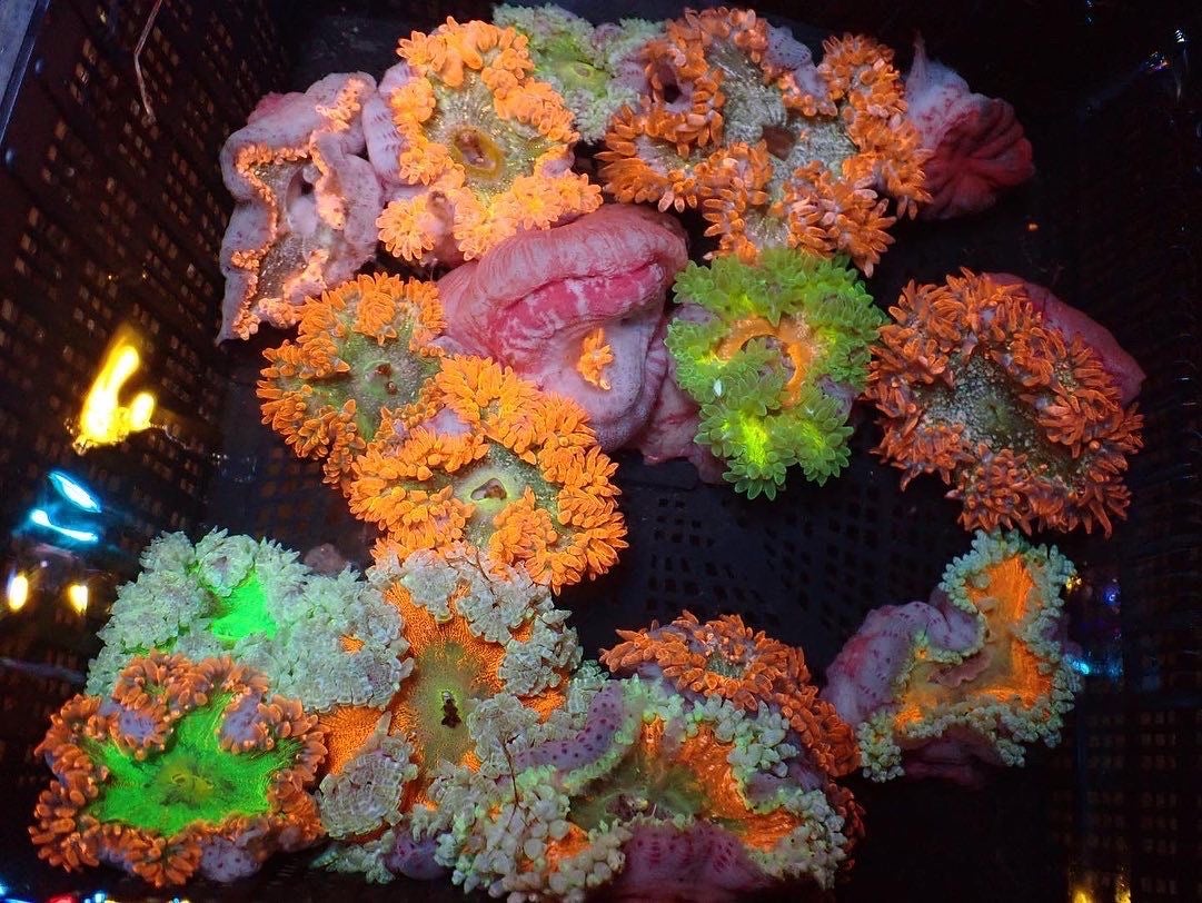 フラワーロックアネモネ - 海水魚・小型水槽・人工ライブロック通販